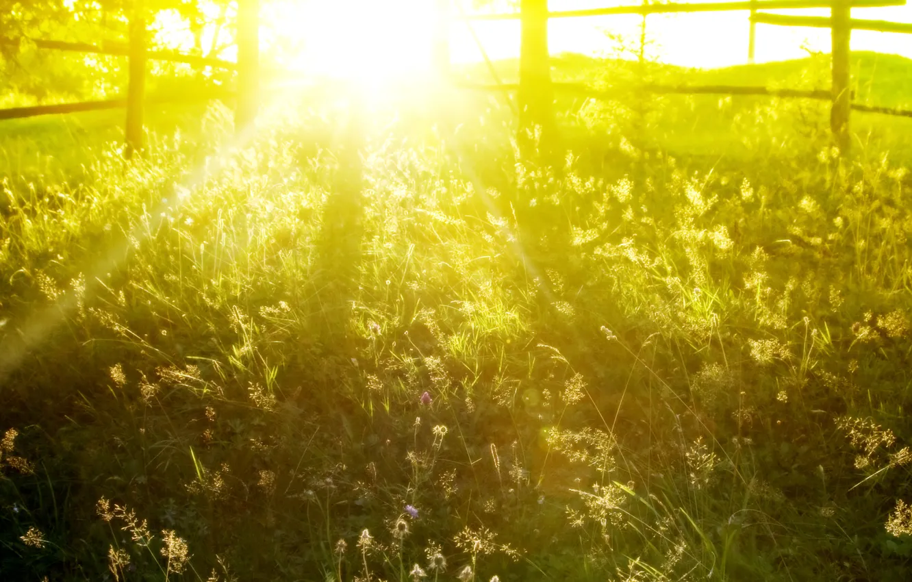 Фото обои лето, трава, солнце, лучи, свет, утро, заборы, красивые природа