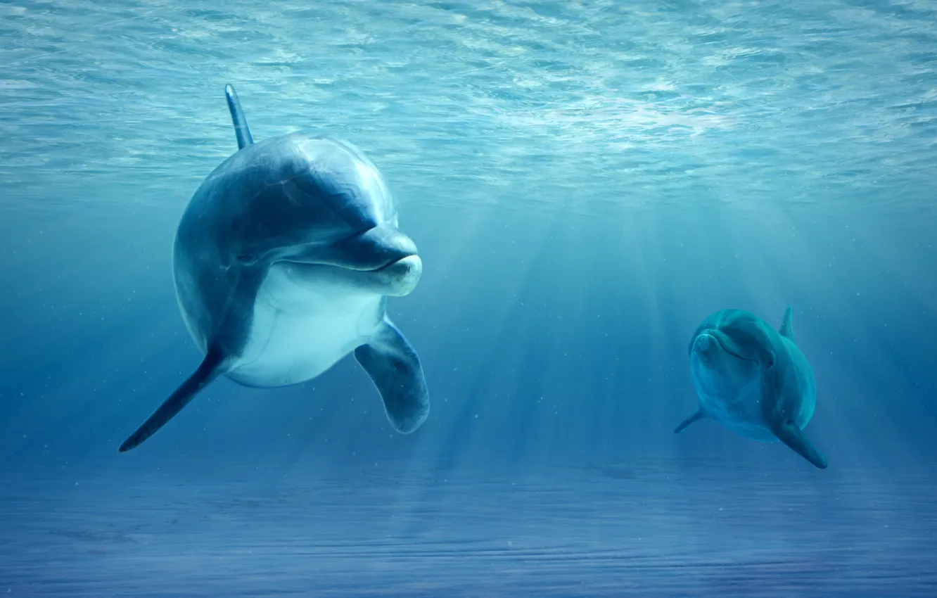 Фото обои ocean, realism, dolphins