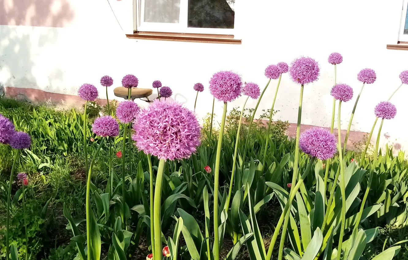 Фото обои цветы, Природа, весна, огород, лук Суворовец