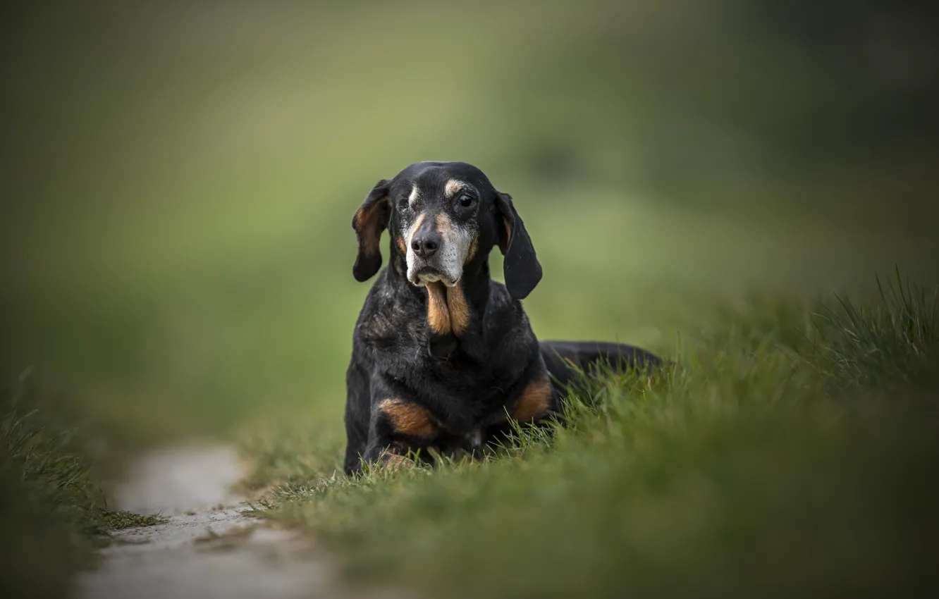 Фото обои трава, взгляд, фон, собака