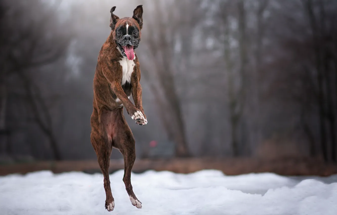 Фото обои зима, прыжок, собака
