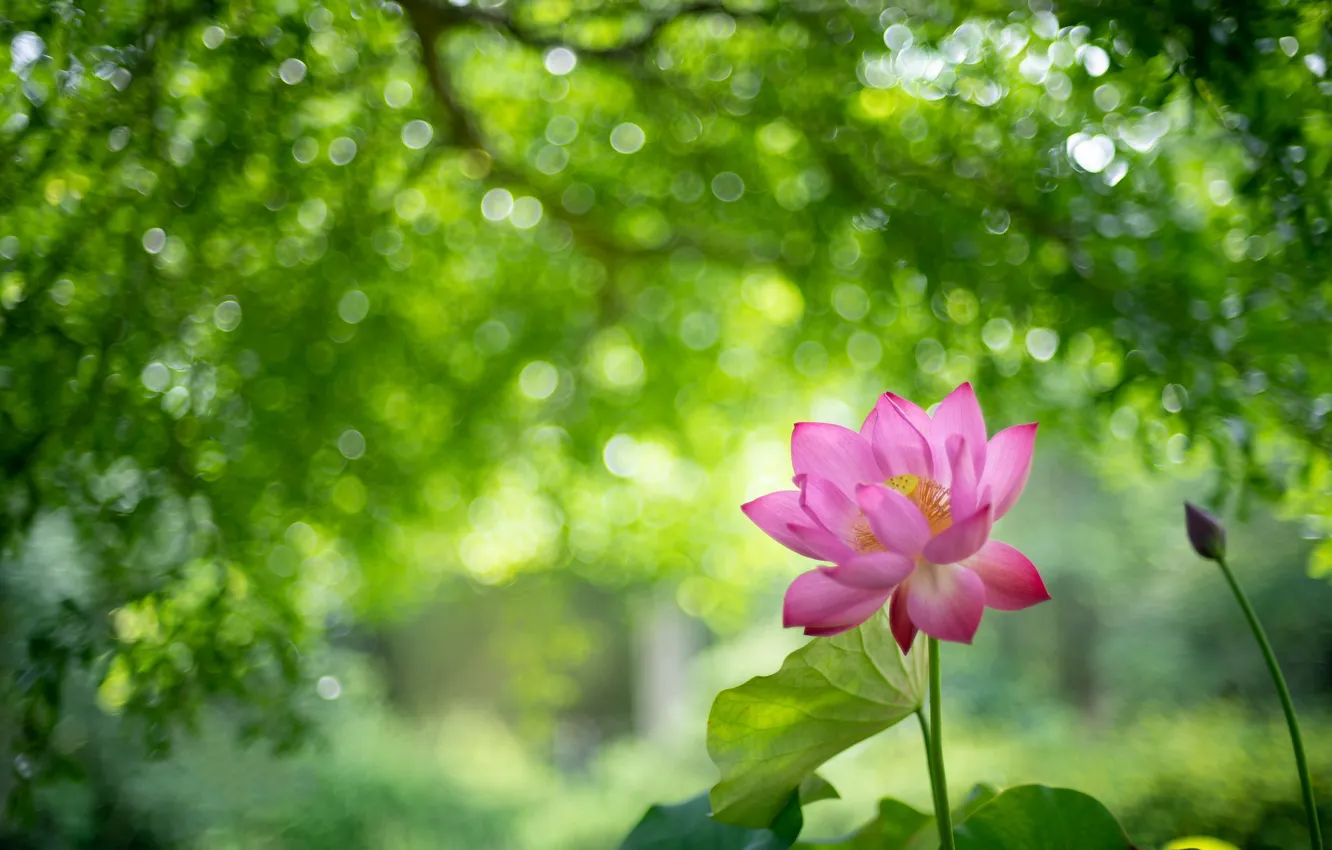 Фото обои зелень, цветок, ветки, розовый, лотос, боке
