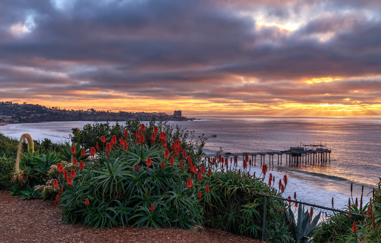 Фото обои море, закат, цветы, берег, пирс, алоэ, Сан-Диего