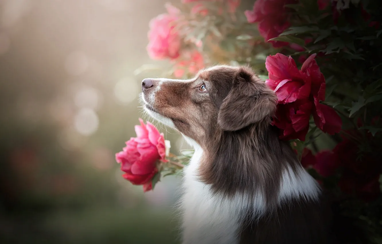 Фото обои цветы, природа, животное, куст, собака, профиль, пёс, боке