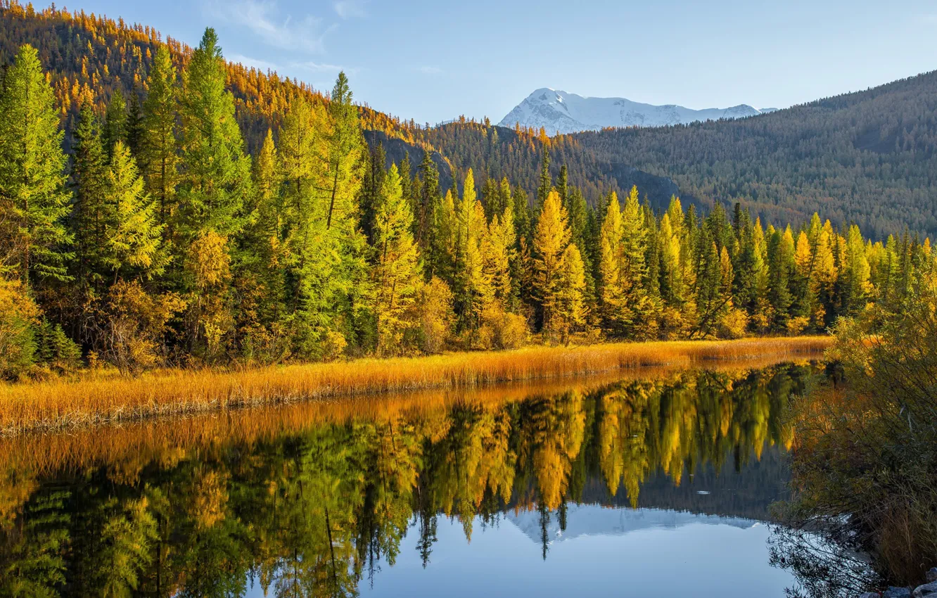 Фото обои осень, лес, деревья, горы, озеро, отражение, Россия, Алтай
