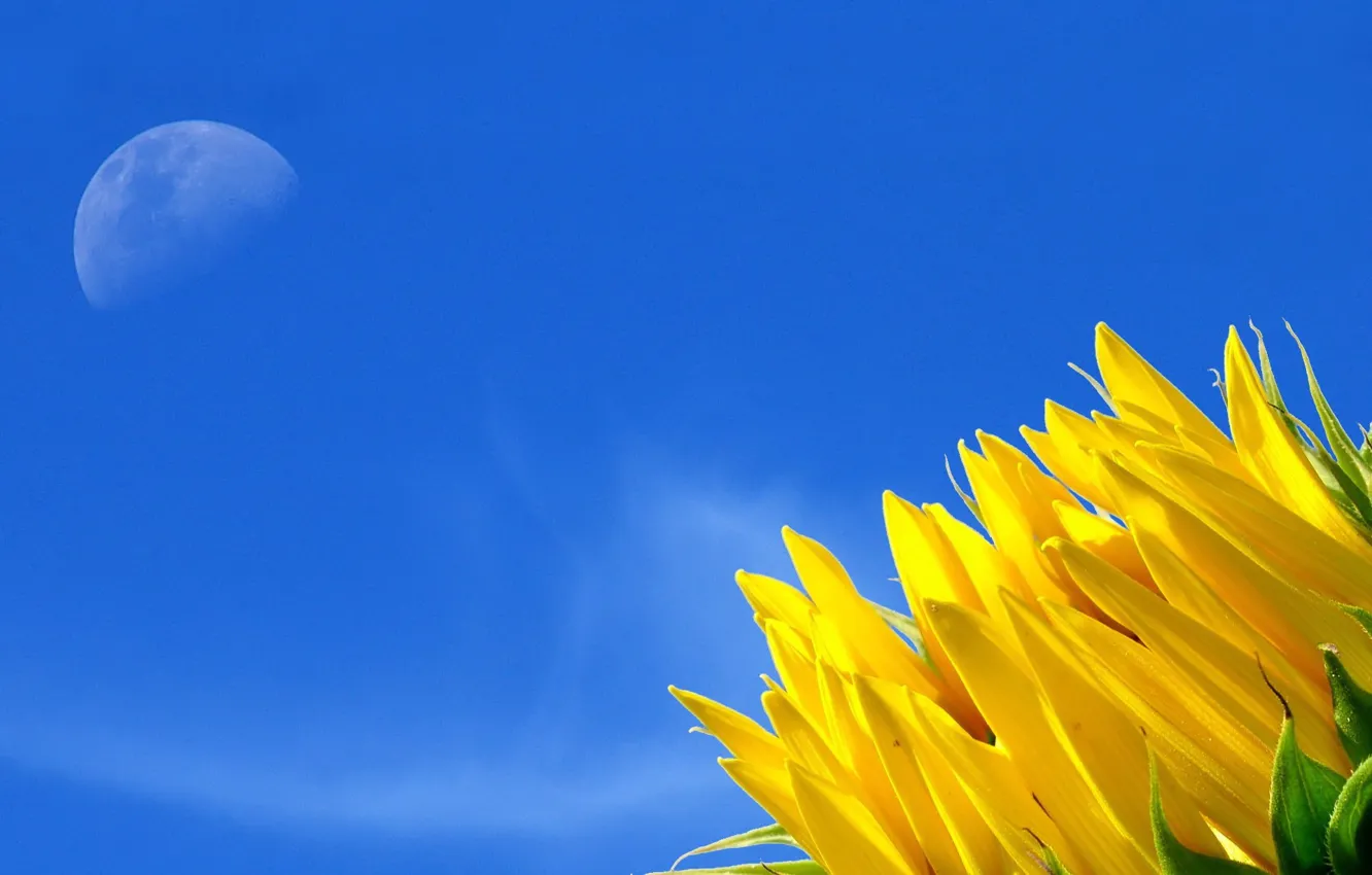 Фото обои цветок, небо, жёлтый