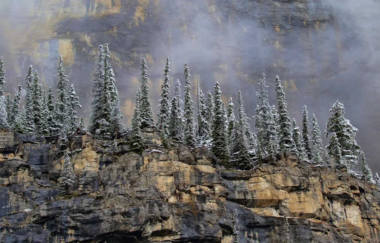 Фото обои снег, деревья, горы, туман, камни, обрыв, скалы, высота