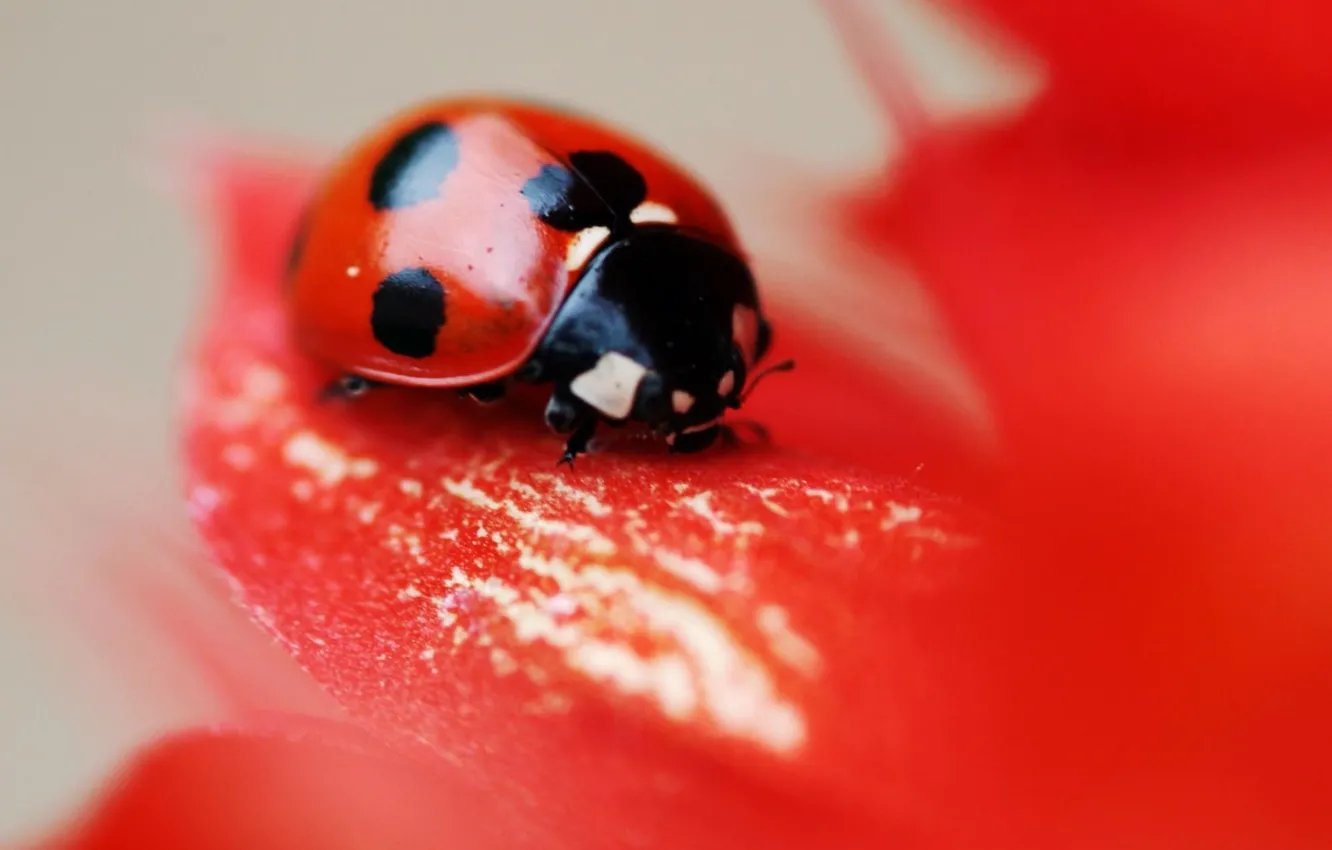 Фото обои red, flower, nature, leaf, insect, vegetation, ladybird, eetle