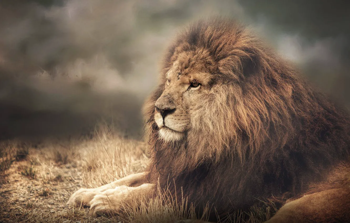 Фото обои морда, портрет, лев, грива, царь зверей, дикая кошка