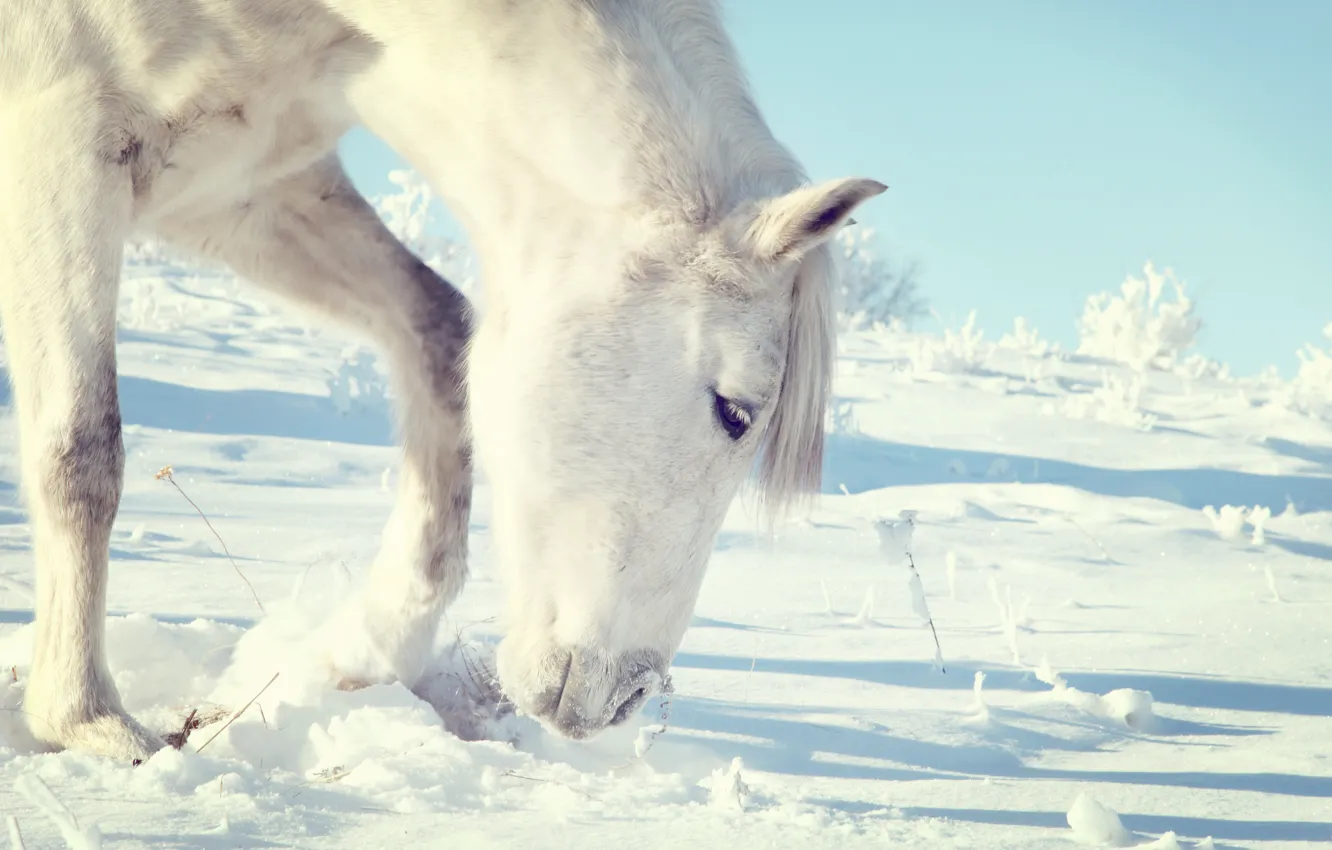 Фото обои зима, снег, лошадь, белая