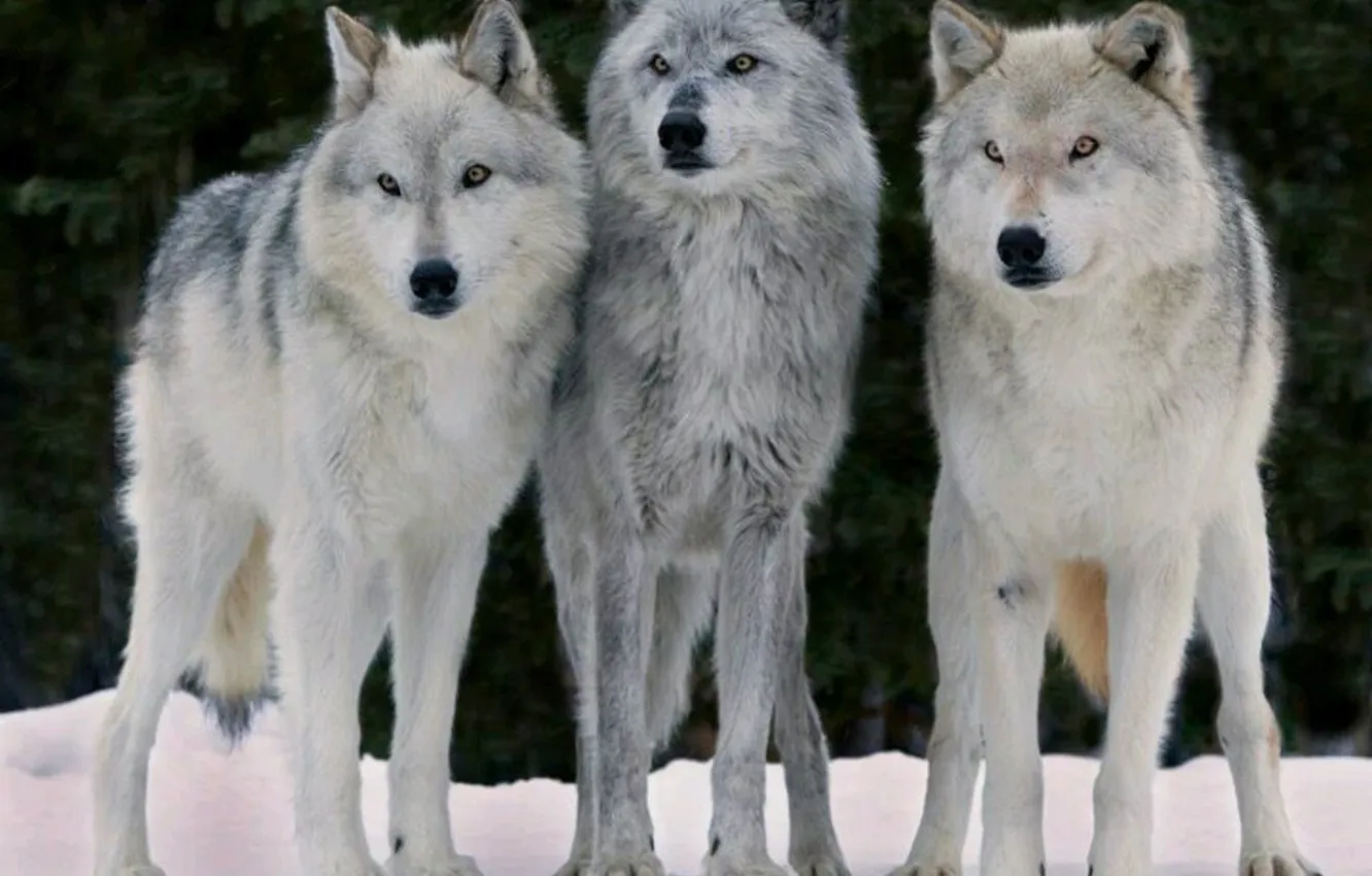 Фото обои nature, snow, predator, face, animal, wolf, wildlife, portrait