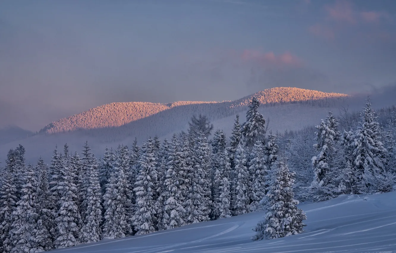 Фото обои зима, снег, деревья, пейзаж, закат, горы, природа, ели