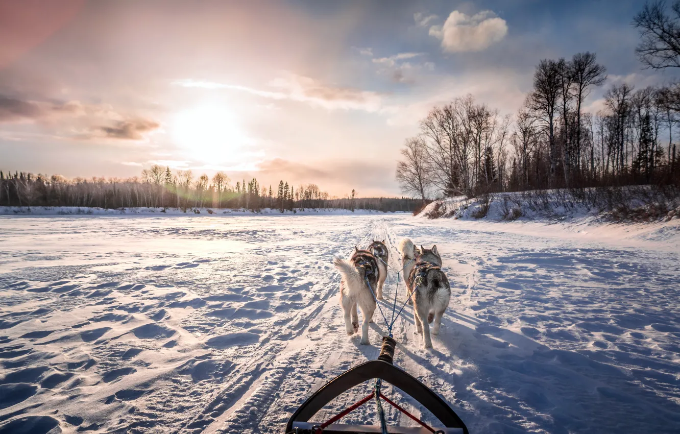 Фото обои зима, собаки, утро, повозка