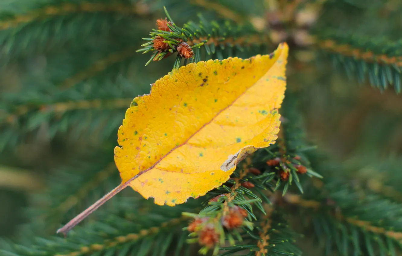 Фото обои yellow, autumn, leaf