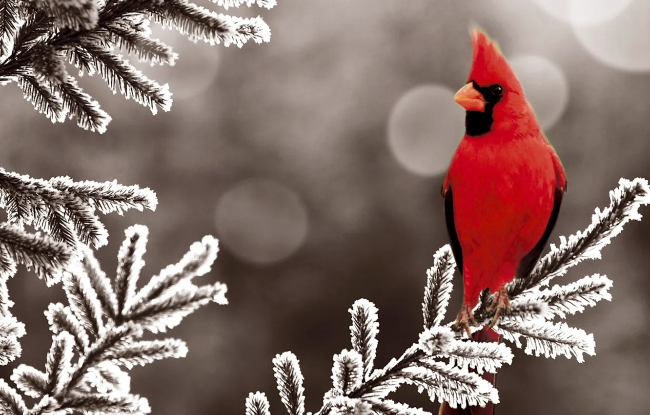 Фото обои зима, снег, красный, птица, елка, ель, bird, winter