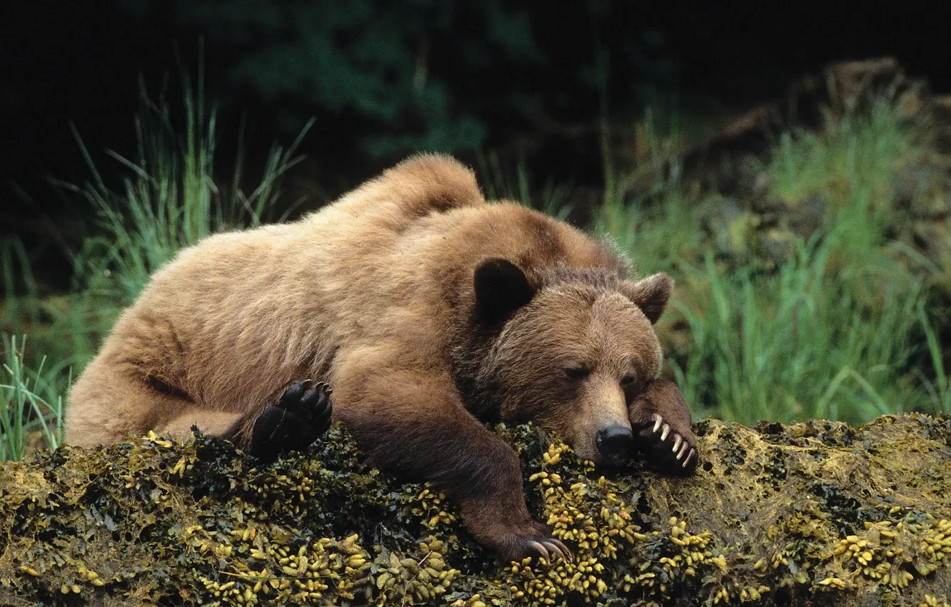 Фото обои bear, sleep, cute, wildlife, rest, brown bear, wild animal