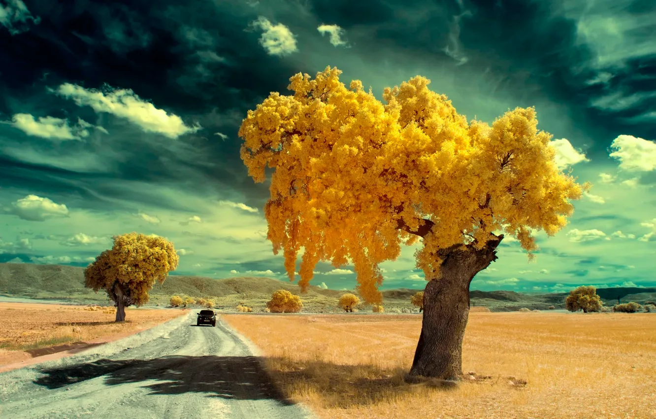 Фото обои дорога, машина, деревья, фильтр