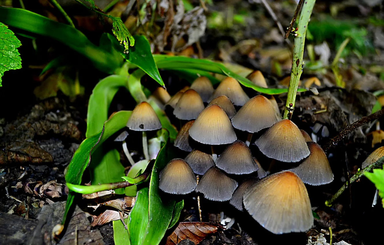 Фото обои осень, природа, обои, грибы, зонтики, грибочки, поганки