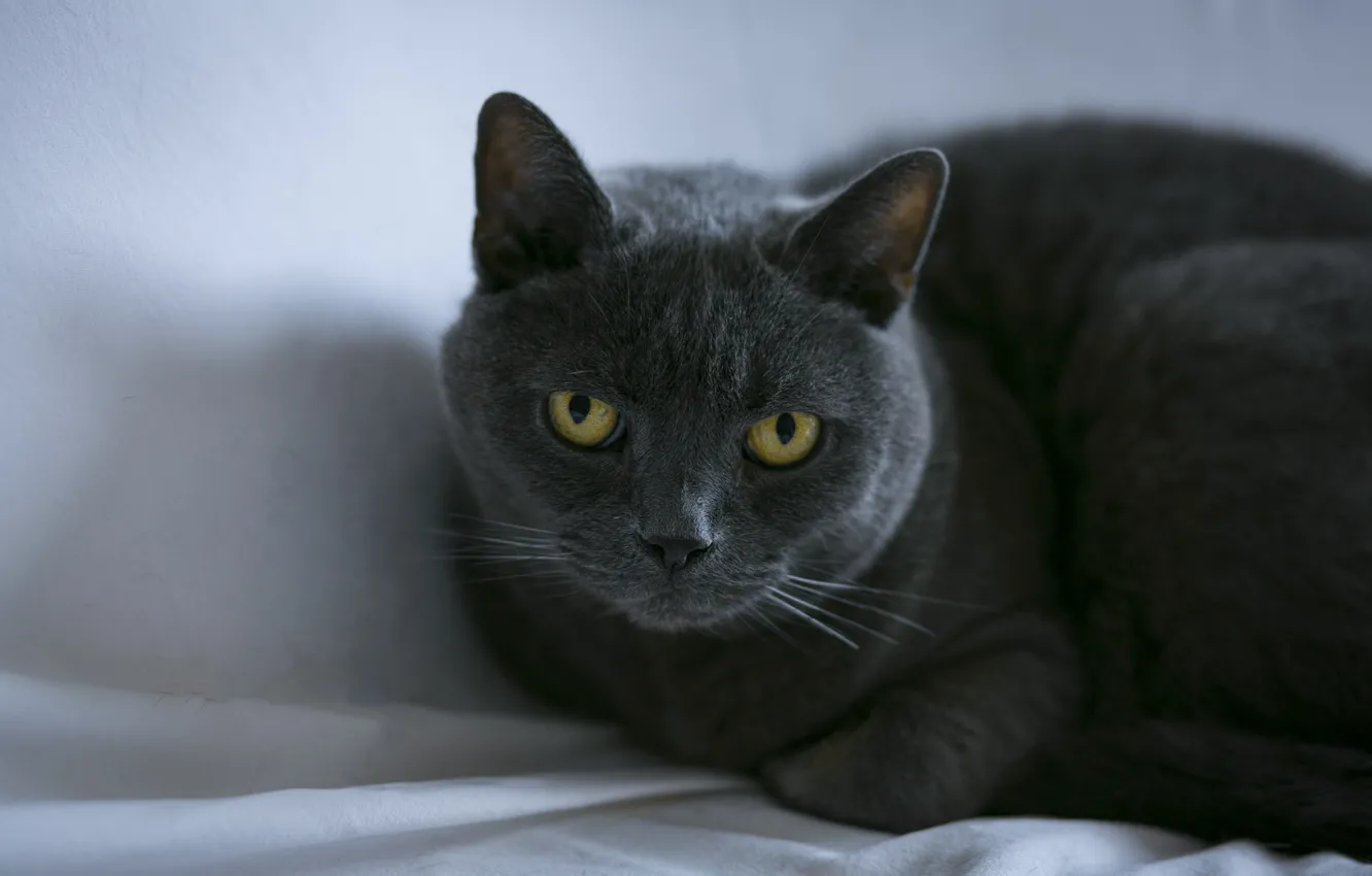 Фото обои кошка, кот, взгляд, морда, серый, тень, ткань, лежит