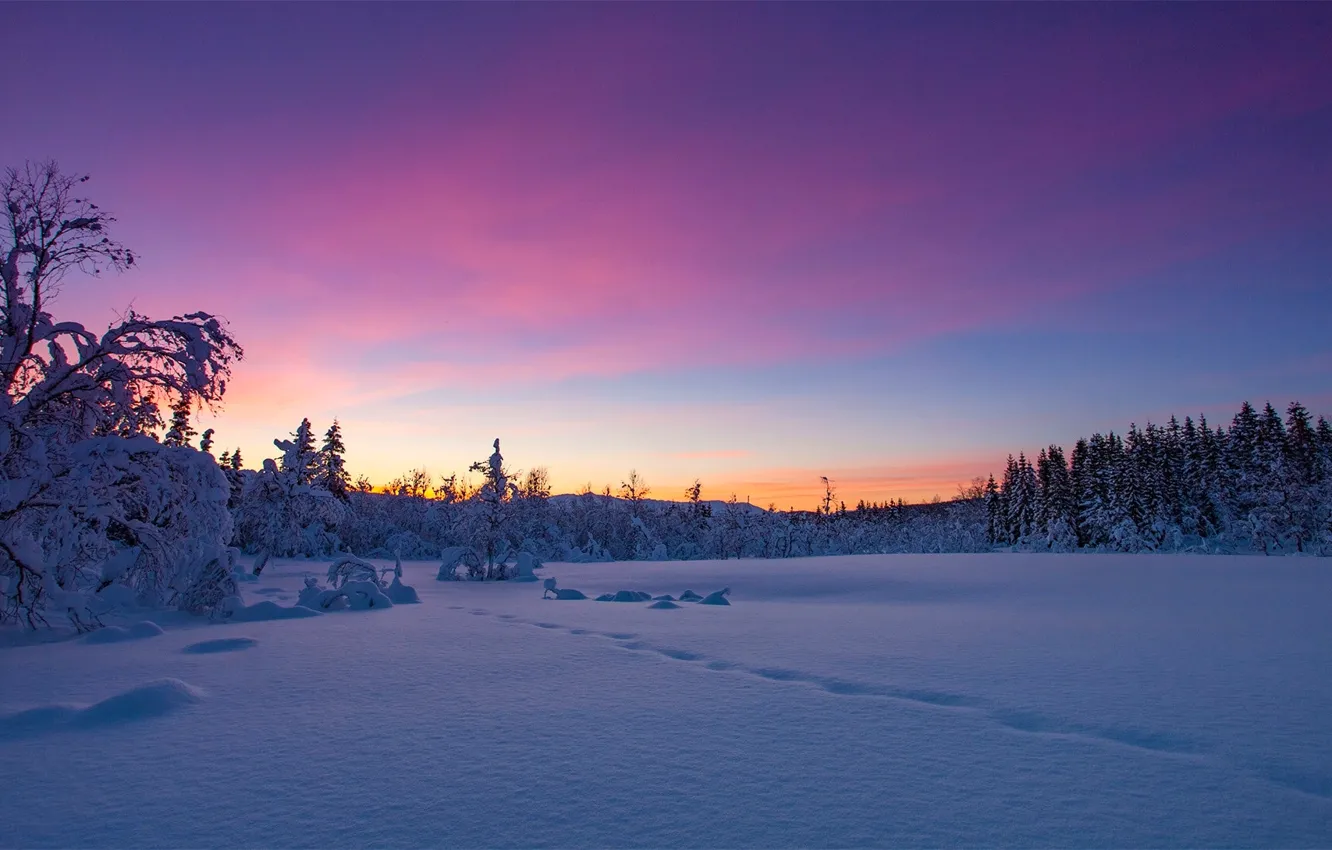 Фото обои зима, снег, деревья, закат, Норвегия, Norway, Troms, Kvæfjordeidet