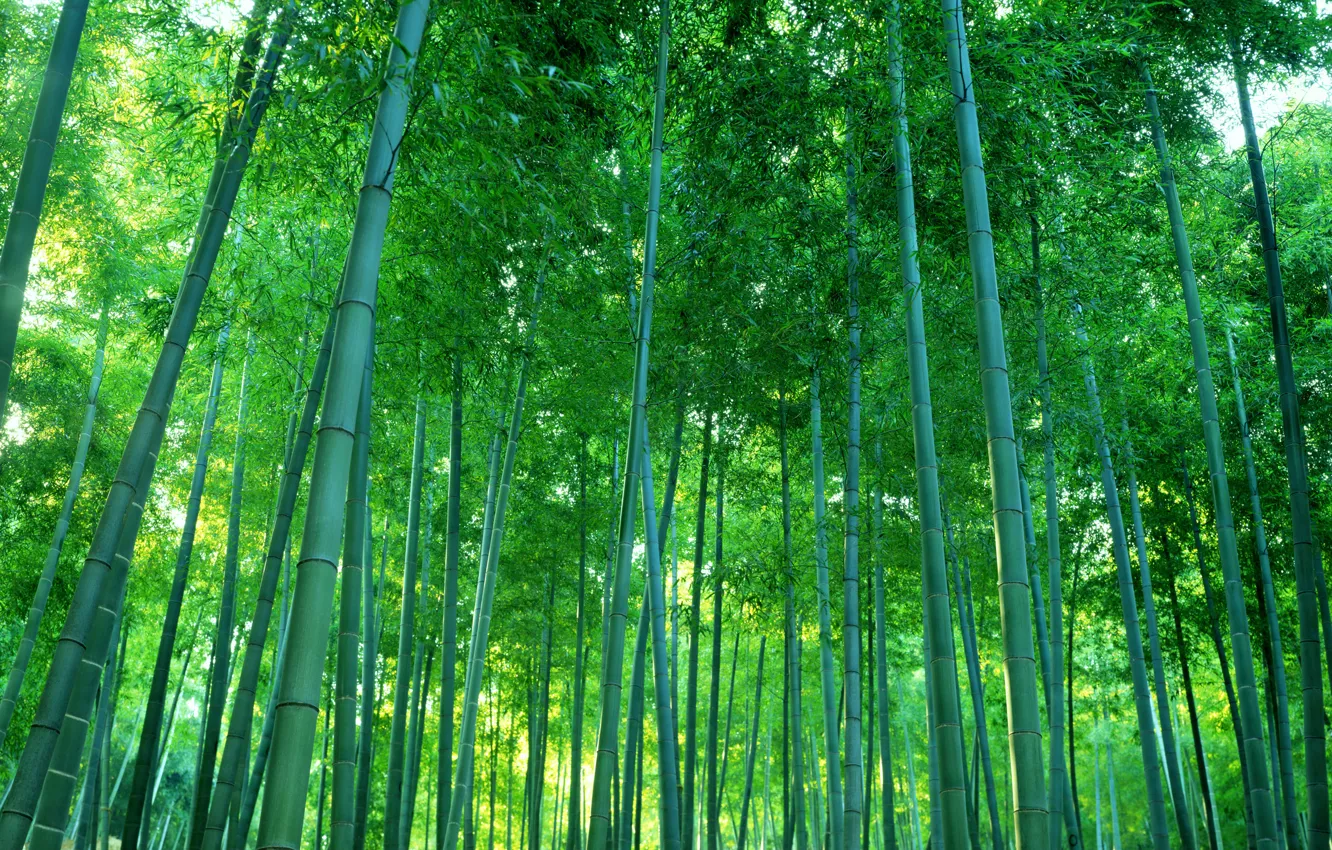 Фото обои лес, заросли, бамбук, роща