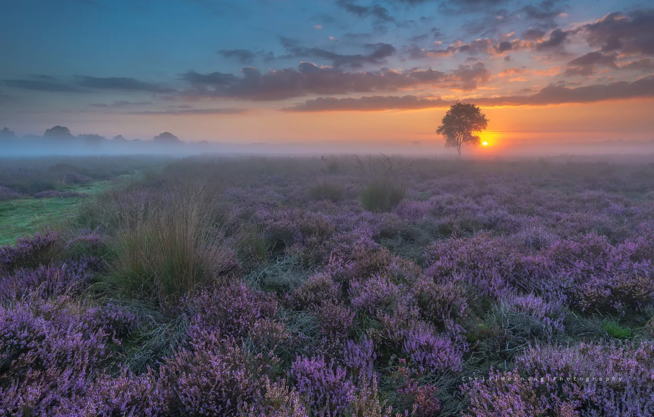 Фото обои поле, закат, цветы, туман, весна, вечер, дымка, Нидерланды