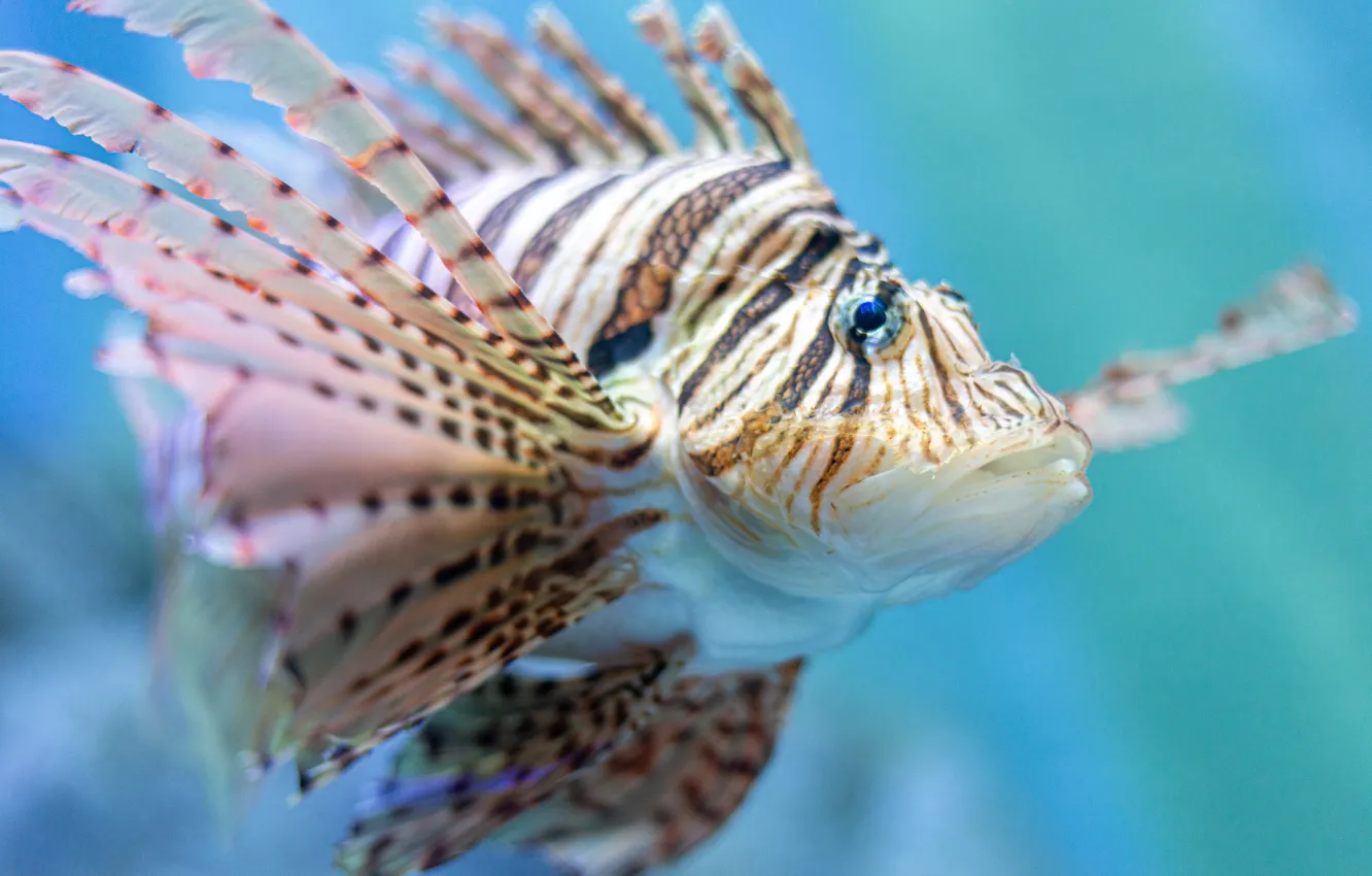 Обои Океан, Рыба, Бык картинки на рабочий стол, раздел животные - скачать