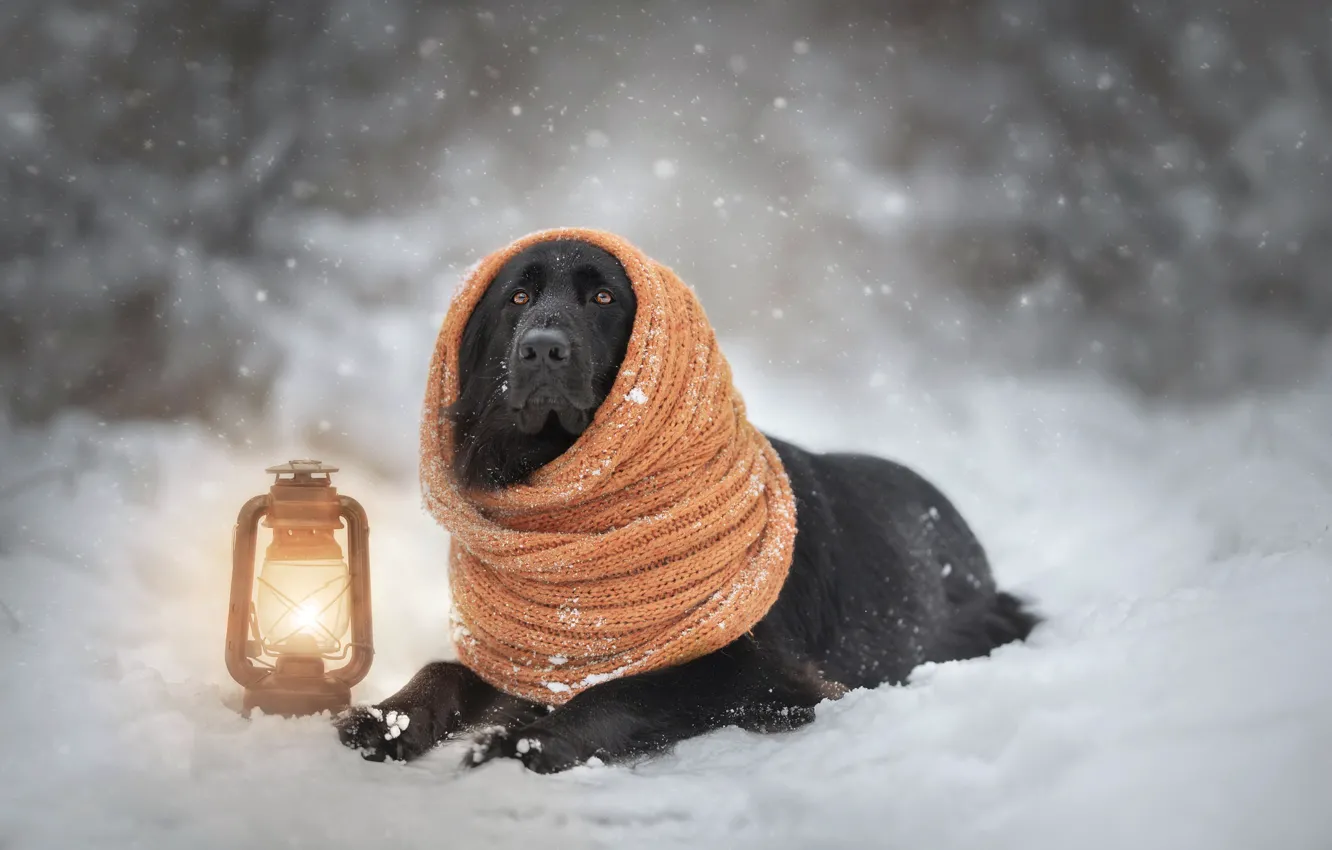 Фото обои лампа, собака, шарф