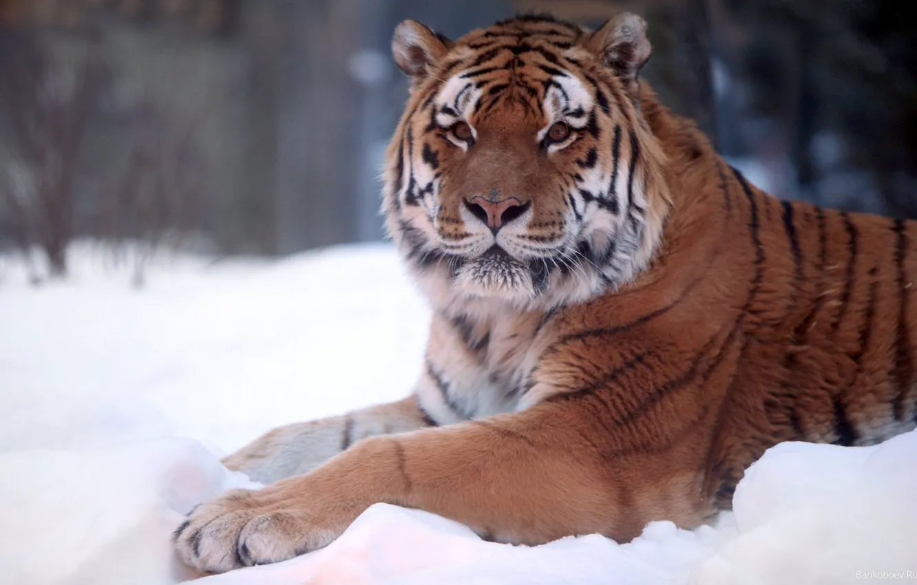 Фото обои зима, снег, природа, Тигр