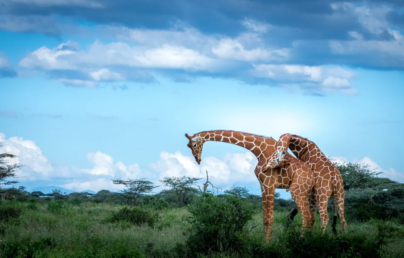 Фото обои небо, облака, природа, поза, синева, жираф, пара, жирафы