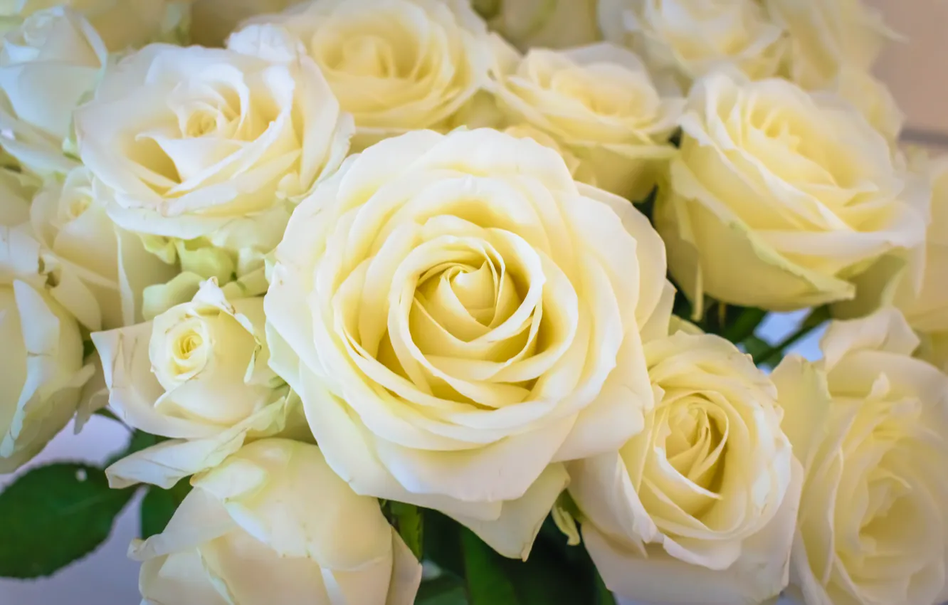 Фото обои розы, букет, бутоны, белые розы