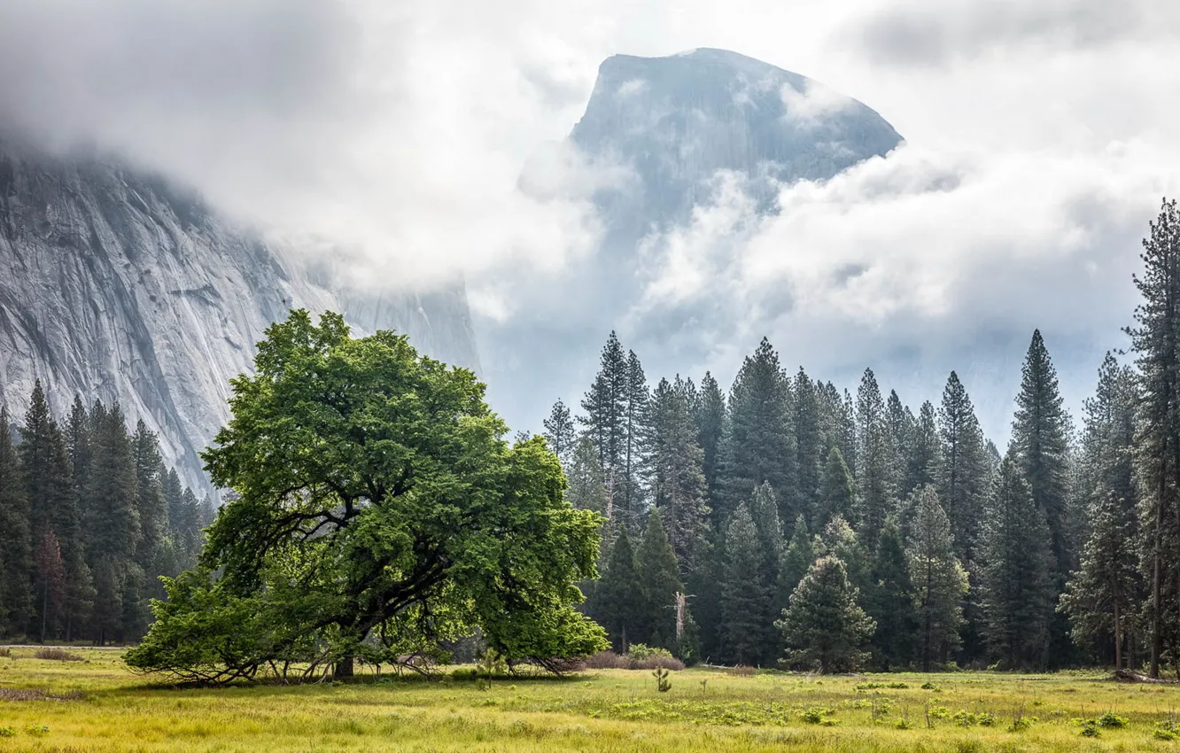 Фото обои California, Yosemite Valley, Cook's Meadow