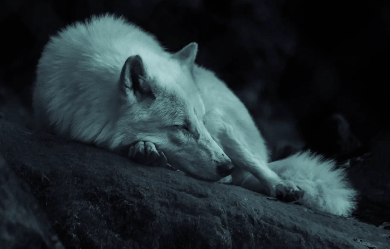 Фото обои dark, nature, predator, animal, wolf, sleeping, wildlife, portrait