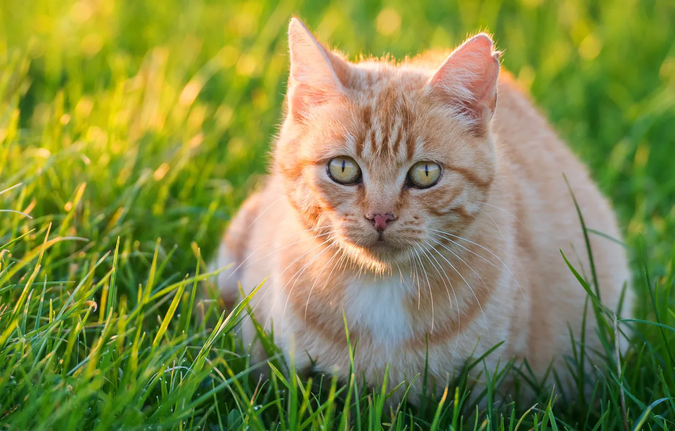 Фото обои зелень, кошка, лето, трава, взгляд, свет, котенок, поляна