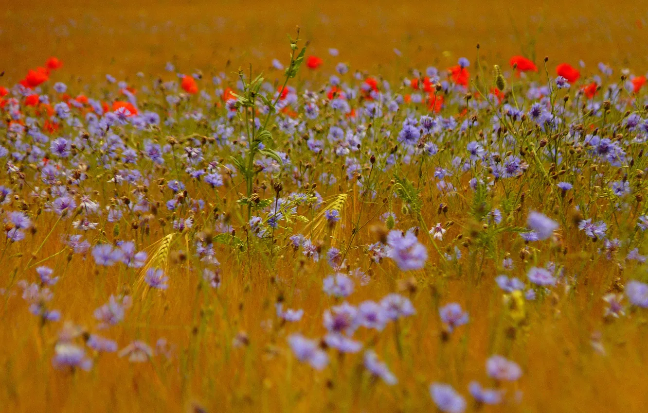 Фото обои поле, трава, цветы, маки, колосья, васильки
