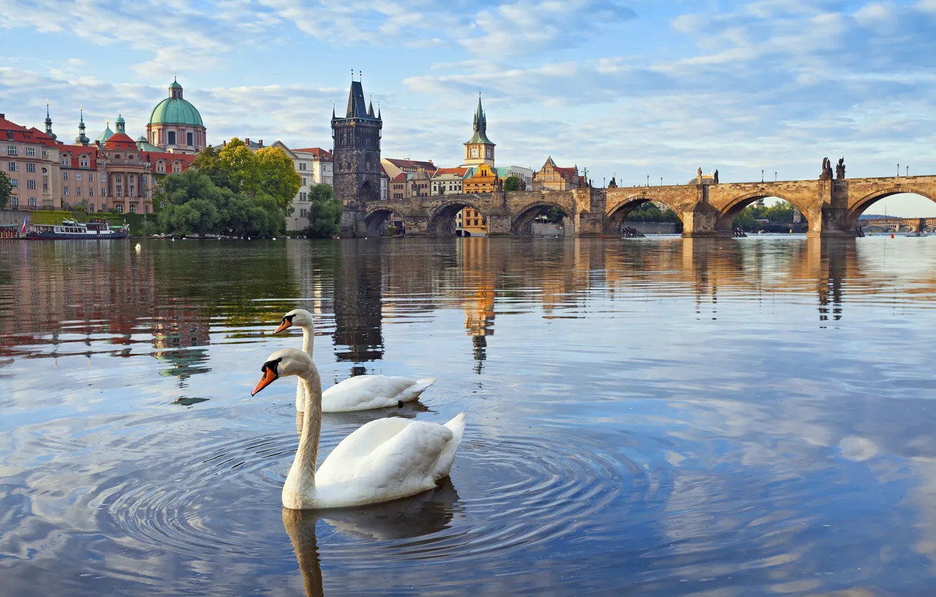 Фото обои река, башня, дома, Прага, Чехия, лебеди, Влтава, Карлов мост