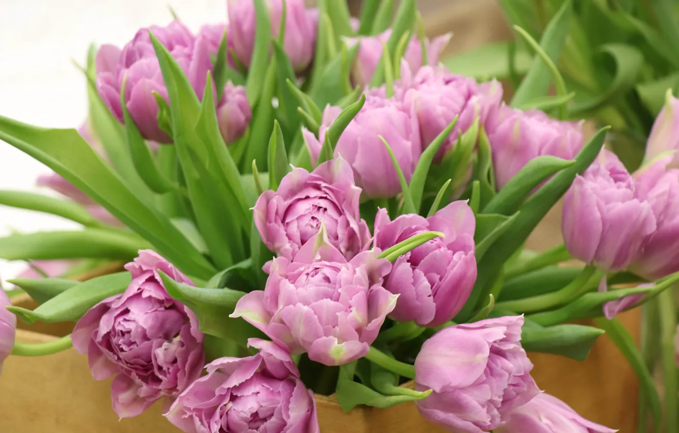 Фото обои тюльпаны, flower, pink, tulip, bouguet