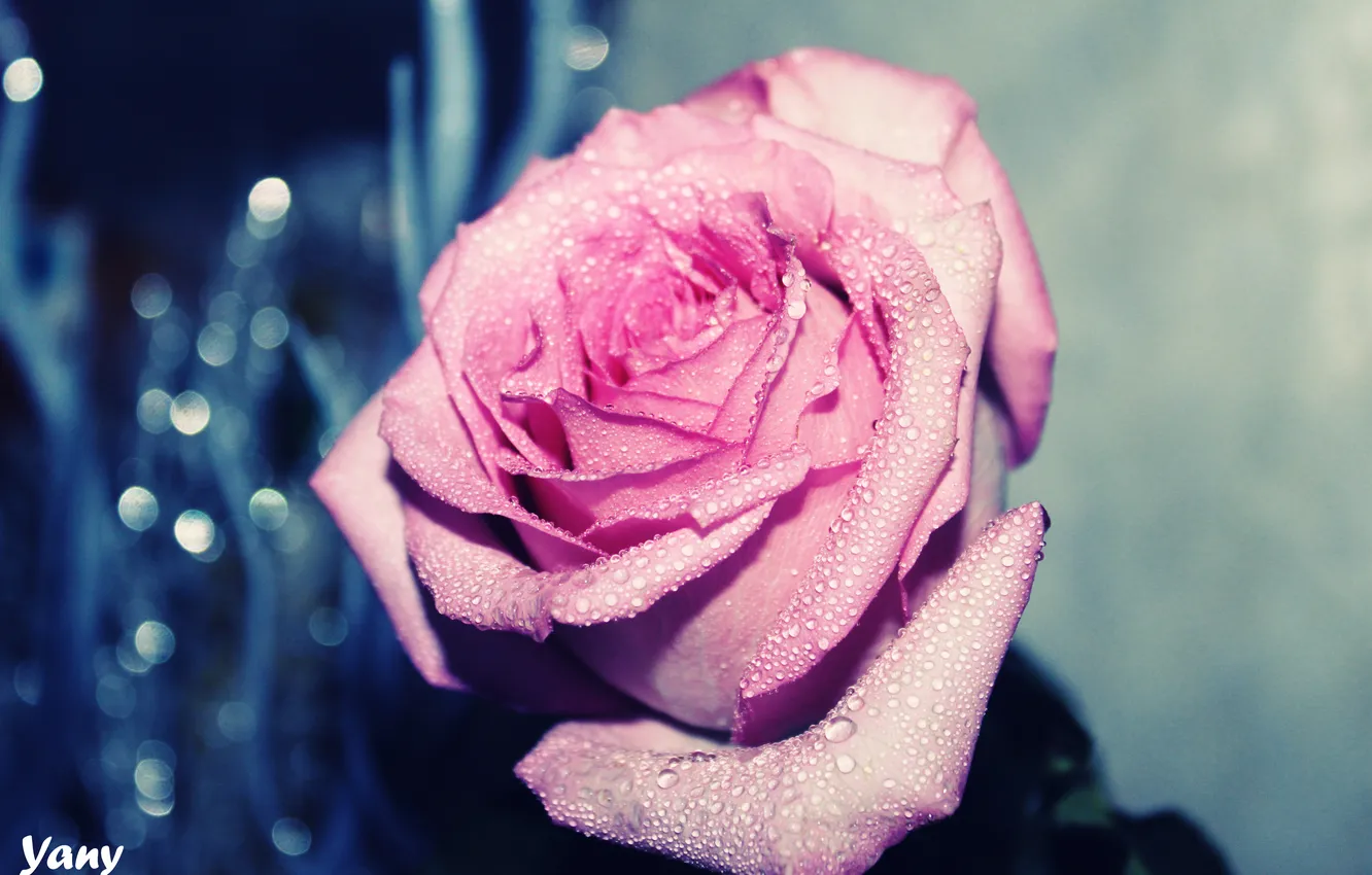 Фото обои капли, цветы, роза