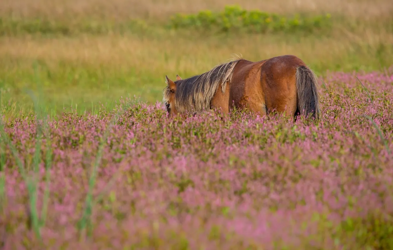 Фото обои лето, трава, цветы, конь, лошадь, пастбище, луг, грива