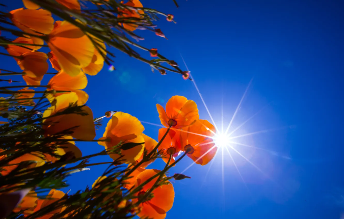 Фото обои лето, небо, цветы, оранжевые, эшштольция