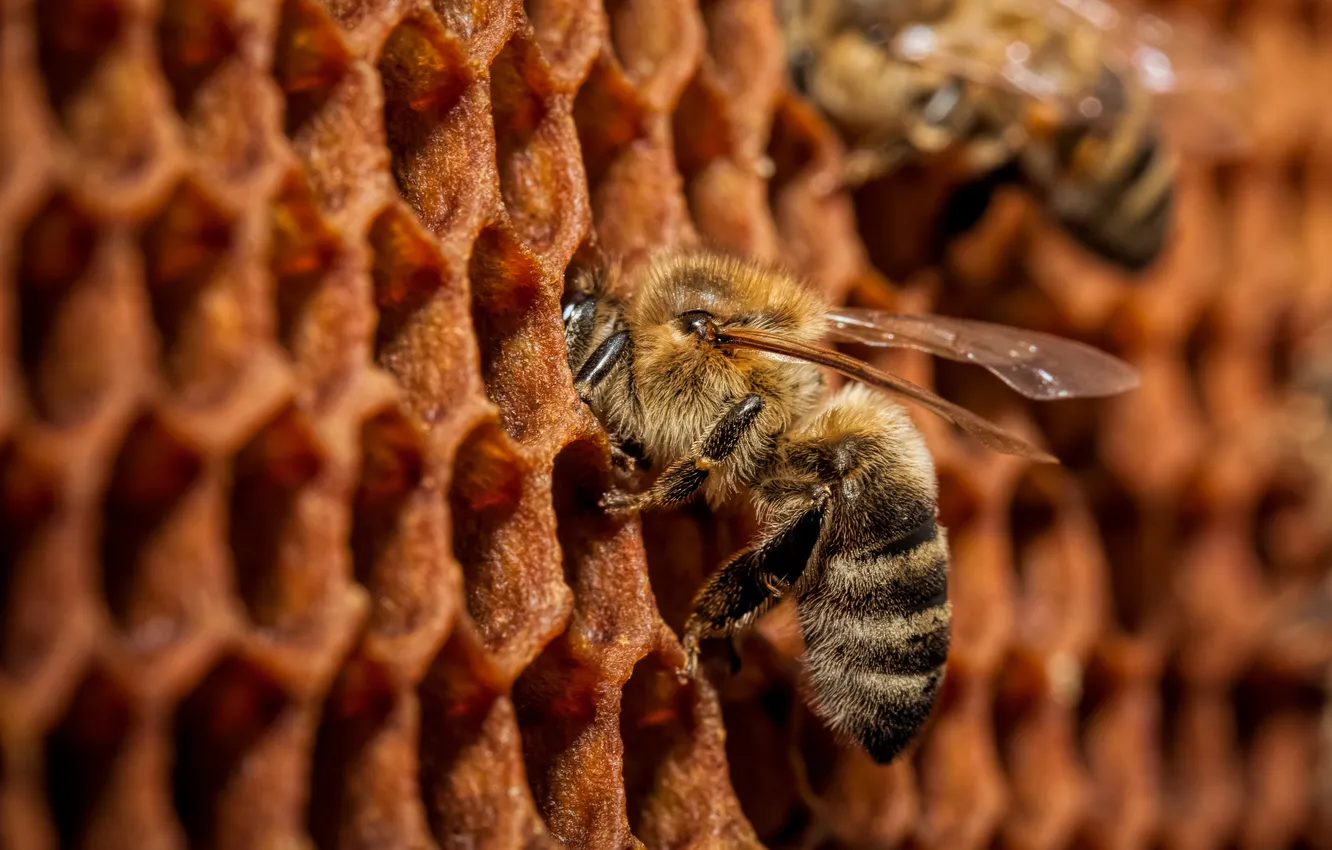Фото обои макро, соты, пчёлы