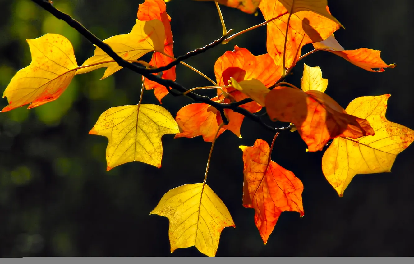 Фото обои осень, листья, ветка