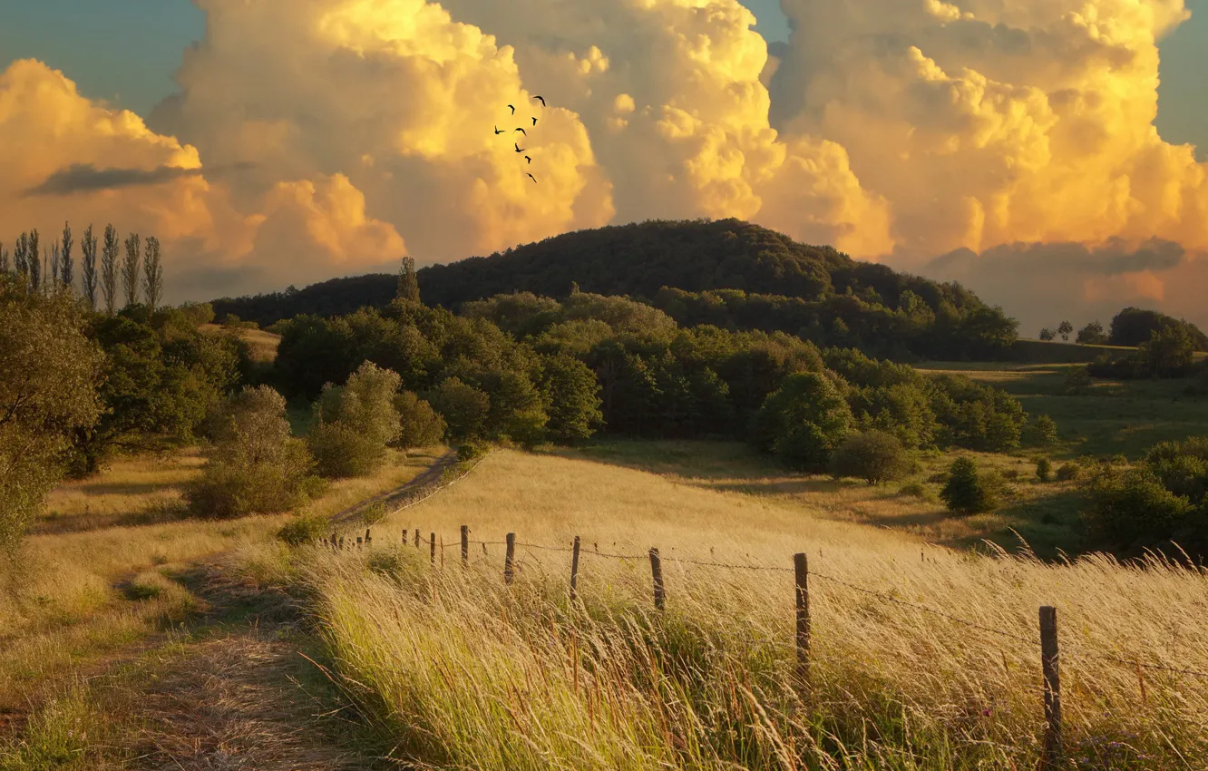 Фото обои дорога, лето, пейзаж