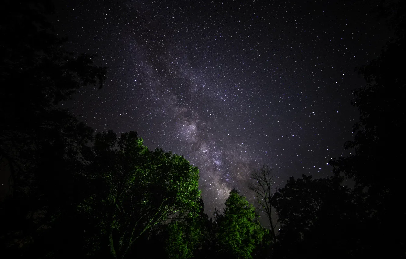 Фото обои космос, звезды, деревья, ночь, пространство, млечный путь
