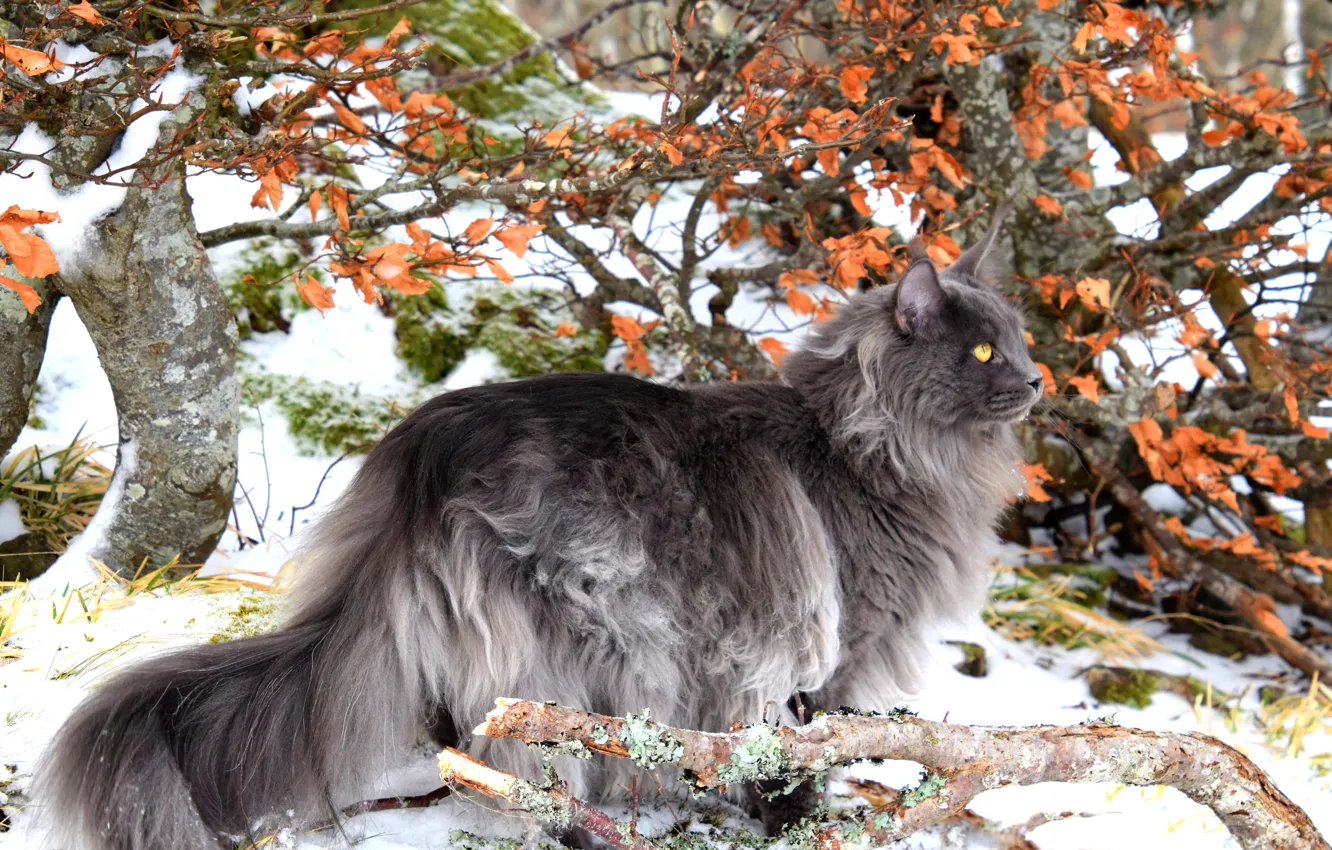Фото обои зима, осень, кошка, кот, взгляд, морда, снег, ветки