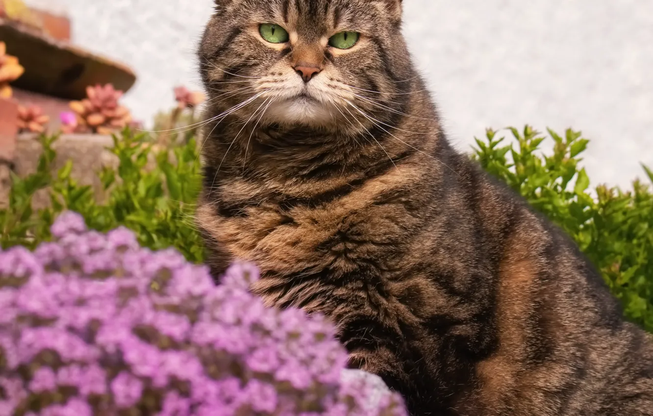 Фото обои кошка, кот, взгляд, морда, цветы, серый, портрет, сад