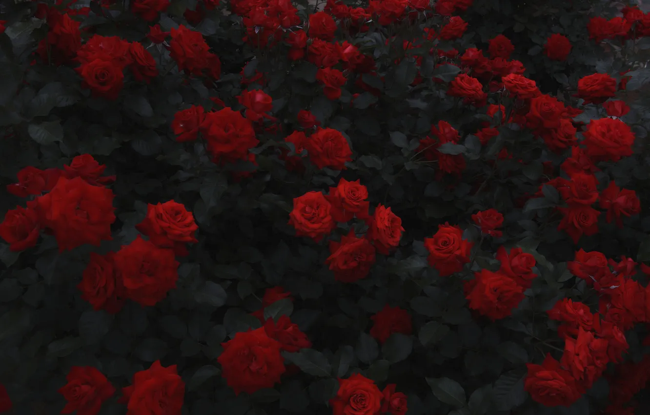 Фото обои цветы, кусты, красные розы