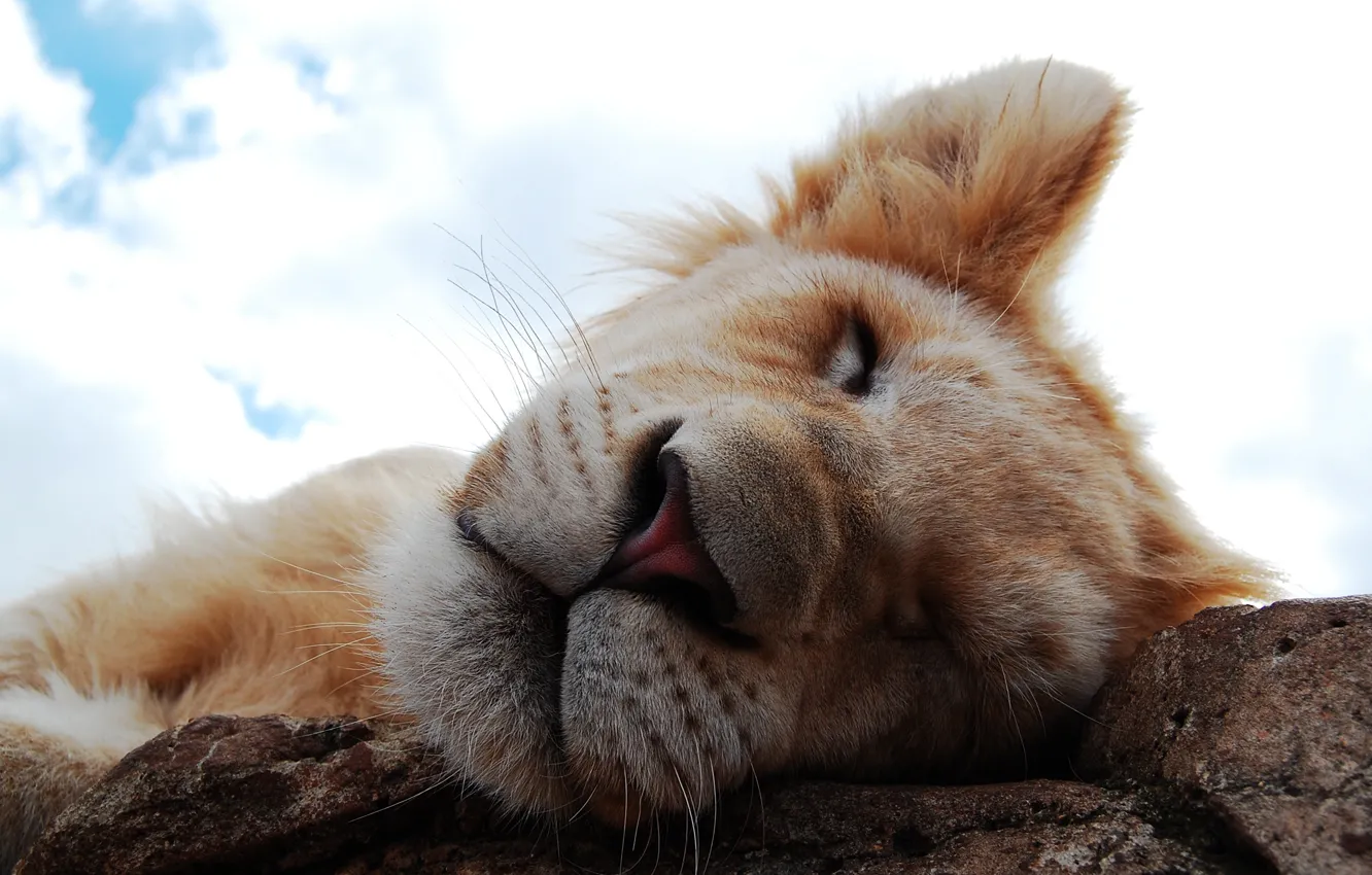Фото обои морда, сон, нос, тигрёнок.львёнок