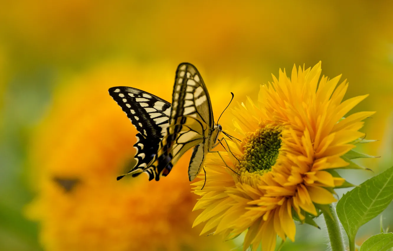 Фото обои цветок, природа, бабочка, краски, крылья, лепестки, махаон
