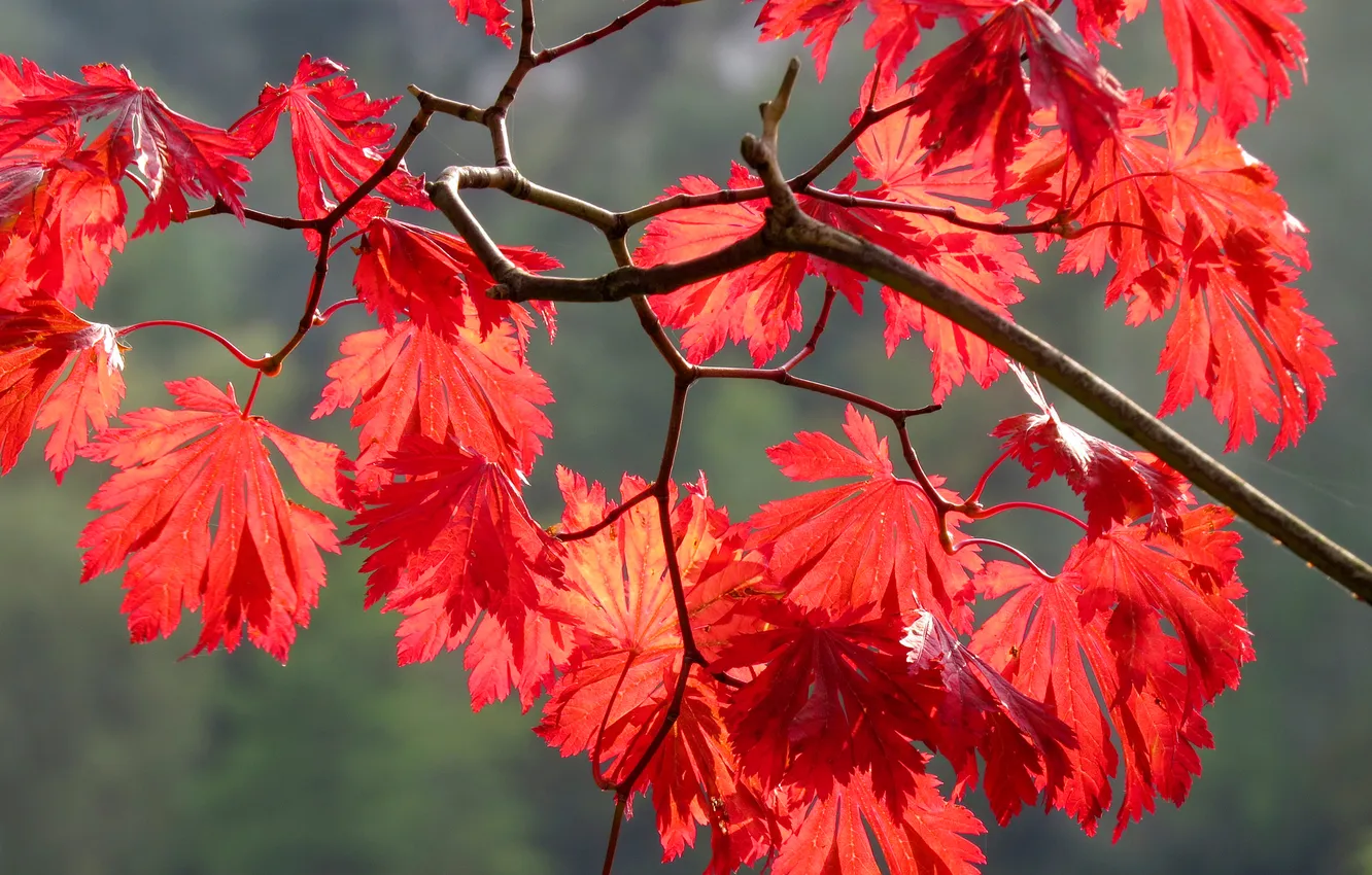 Фото обои осень, листья, природа, ветка, багрянец